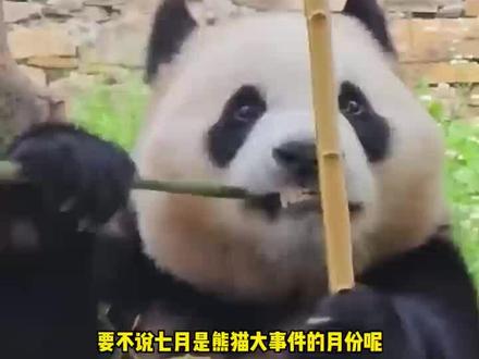 要不说七月是熊猫界的大月份呢,看看今天轮到谁过生日啦~#滴滴出行给八仔庆生 #滴滴出行守护熊猫八仔#滴滴熊猫玩偶