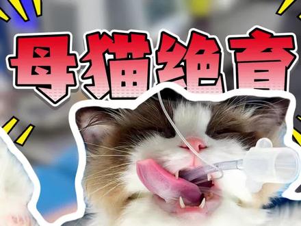 母猫绝育最重要的9件事#新手养猫#养猫人#养猫新手