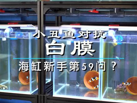 本期视频建议收藏 视频有点长 小丑鱼对抗白膜的过程#海缸 #小丑鱼繁殖 #知识分享 #水族@DOU+小助手