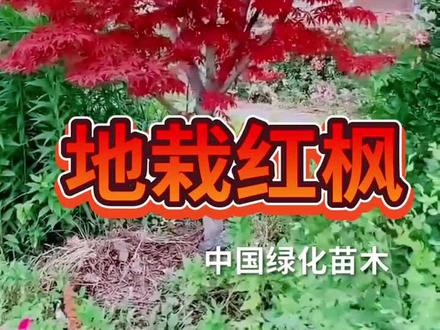 #红枫 #日本红枫 #三季红红枫 现在春季栽种成活率高南北方适合栽种