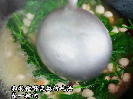 它是《诗经·采薇》中采的那个”薇",也是春季野菜野豌豆中的一种,大花野豌豆,只有嫩苗可食用,花果期及种子有毒!#本草 #大花野豌豆 #野豌豆 #本草科普 #植物科普