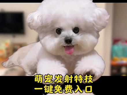 萌宠冲出屏幕教程来了#剪映 #小飞狗来咯 #小飞狗 #冲出屏幕 #冲出屏幕特效 冲出屏幕剪辑 冲出屏幕小孩 冲出屏幕剪辑恐怖片 冲出屏幕剪辑教程 冲出屏幕 冲出屏幕特效 冲出屏幕剪辑转场 冲出屏幕剪辑bgm 冲出屏幕剪辑猫猫 飞出屏幕剪辑 飞出屏幕恐怖片 飞出屏幕小朋友 恐怖片 飞出屏幕剪辑恐怖片 飞出屏幕转场 恐怖片冲出屏幕视频 小孩冲出屏幕教程 小孩冲出 小狗冲出屏幕教程 小孩冲出屏幕视频燕云 小孩冲出屏幕教程视频 光遇冲出屏幕视频教程 冲出屏幕教程 小孩人物冲出屏幕剪辑教程 小飞狗来了 小飞棍来咯 小飞狗来了表情包 小飞狗 小飞狗来了转场视频怎么做 小飞狗怎么拍 小飞猫来了 小飞狗来了bgm 小飞狗来喽 小飞狗来了教程 冲出屏幕猫咪 冲出屏幕猫咪教程 冲出屏幕炫耀小猫 冲出屏幕猫咪剪辑 小狗冲出屏幕 冲出屏幕猛兽出没 冲出屏幕剪辑教程猫咪 冲出屏幕哈基米 小猫冲出屏幕教程 小飞狗怎么剪辑 小飞狗怎么画 小飞猫视频怎么拍 小飞狗教程 小飞狗怎么拍雪纳瑞 小飞猪怎么拍 小飞狗头像 小飞狗照片 萌宠发射视频 萌宠发射 萌宠发射视频剪辑 萌宠发射视频素材 萌宠发射视频制作 萌宠发射玩具 萌宠发射器 萌宠发射视频教程 萌宠射击 萌宠飞扑视频