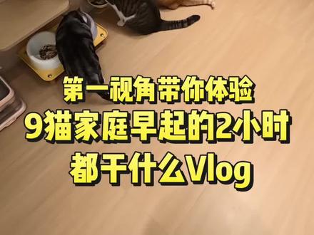 9猫家庭早起的2小时#高能量 #vlog日常 #vlog十亿流量扶持计划 #猫咪#家有萌宠