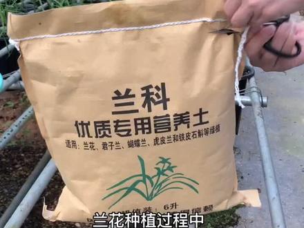 生根粉、多菌灵的使用方法分享给你们#兰花 #花卉绿植 #兰花日常管理