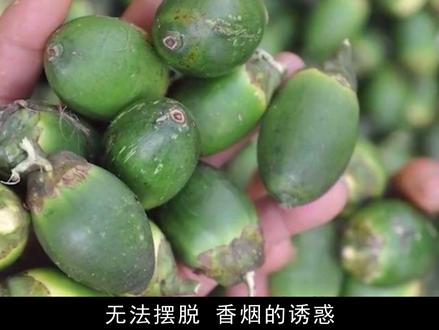 槟榔的危害有多大?土耳其将其列为“毒品”在国内为何能年销百亿