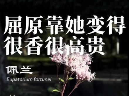 “扈江离与辟芷兮,纫秋兰以为佩”,让屈原变得很香很高贵的植物并非“兰”,而是菊科的佩兰,认识下吧@抖音青少年 @DOU+小助手 #佩兰 #植物科普 #植物