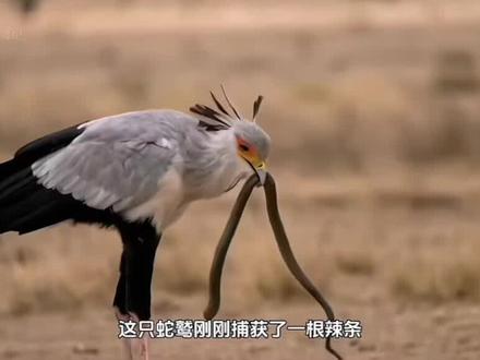 口中夺食(蛇鹫斗藪猫)#有趣的知识又增长了 #一般人不告诉他 #实用冷知识 #你能叫出它的名字吗