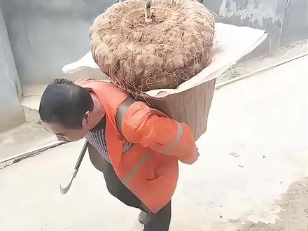 带你认识几种超级大的农产品,你见过几种? #超级大的农产品 #植物科普 #植物之最 #抖音带你看世界