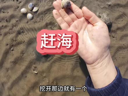 出来散心啦!找到了一个免费赶海的地方,花蛤好多呀,根本捡不完#赶海小收获