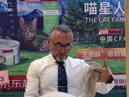 最新赛季2023-2024 暂列布偶第一,是什么样子#布偶猫