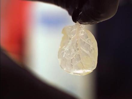 菠菜竟然能被造成心脏!