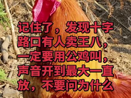 #央妈 记住了看见十字路口拿着王八卖的人,你就用这个鸡叫,开到最大一直放。