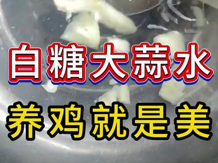白糖大蒜水养鸡就是美#养殖#我的乡村生活 #养鸡