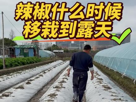 辣椒苗什么时候移栽到露天