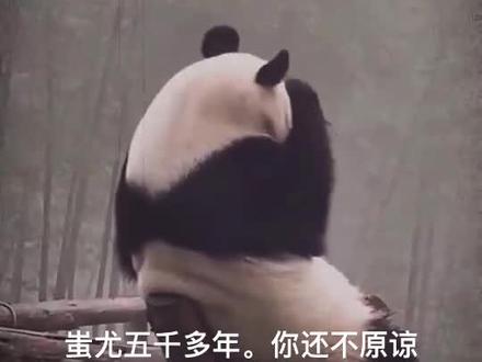 网友拍下国宝的孤独的一幕#国宝不愧是国宝 #熊猫🐼