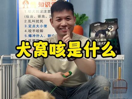 什么是犬窝咳#养狗小知识 #养狗经验分享 #宠物知识