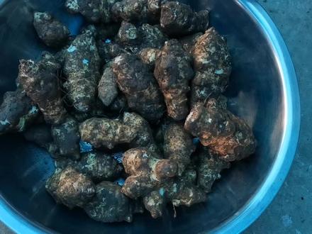 我买的洋姜跟北方的洋姜一起腌制,经过一个月的时间终于好了。 #农村美食 #我的乡村生活 #舌尖上的美食 #纯天然绿色食品