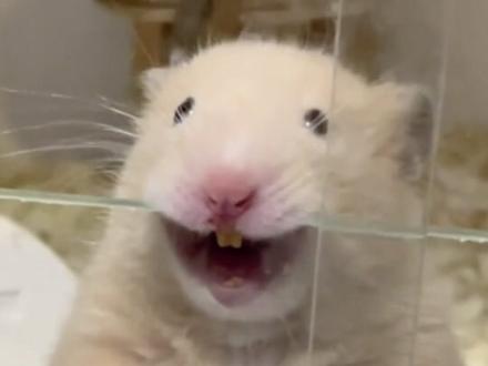 仓鼠这样养死的特别快,避免踩坑!#新手养鼠指南 #仓鼠知识科普 #仓鼠 #金丝熊