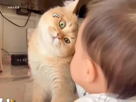 猫为什么能容忍小孩?猫可以容忍小孩,主要有以下一些原因:
● 小孩的体型和动作:婴儿或小孩体型较小,动作相对缓慢、轻柔,对于猫咪来说,这样的行为和体型不容易被视为具有威胁性,因此不太容易激起猫咪的应激反应或攻击欲望。
● 猫咪的观察能力:猫咪察言观色的本领较强,它们会根据人类的态度等去判断家庭成员的地位。小孩通常备受家人关注和保护,猫咪能够感受到小孩在家庭中的重要性,所以也会相应地表现出较高的容忍度。
● 对幼崽的本能保护:作为一种哺乳动物,猫咪对幼崽有着本能的保护欲望。在它们眼中,小孩也属于弱小的存在,可能会激发其保护欲,从而表现出宽容。
● 将小孩视为同类:在与主人一家长时间相处后,猫咪可能会将主人的孩子当成自己的孩子来对待,进而展现出容忍。
● 能获得快乐:小孩的一些行为和互动方式可能会让猫咪觉得有趣,猫咪可能会将小孩子视为玩伴,从而在互动中获得快乐,这也使得它们愿意容忍小孩的举动。
● 熟悉小孩的气息:如果猫咪从小就和小孩生活在一起,它们会熟悉小孩的气味、声音等,这种熟悉感会让猫咪在面对小孩时更加放松和容忍。
不过,每只猫咪都有其独特的性格和脾气,虽然总体上猫咪可能对小孩有一定容忍度,但也不能完全排除个别猫咪可能会因为受到过度刺激或惊吓等而对小孩做出攻击性行为。在小孩与猫咪相处时,家长仍需要密切关注并做好适当的引导和保护。