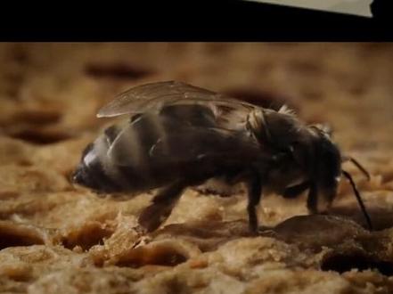 工蜂卵发育到成年蜂的过程。#科普一下 #养蜂