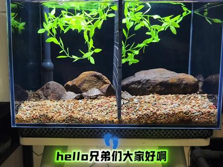 喂螺还是很方便的,把螺倒缸里龟就自己抓着吃了,放多了也不用担心浑水,螺反而会吃一些缸里的残渣#养龟日常 #喂食 #乌龟吃螺 #剃刀龟 #大头剃刀