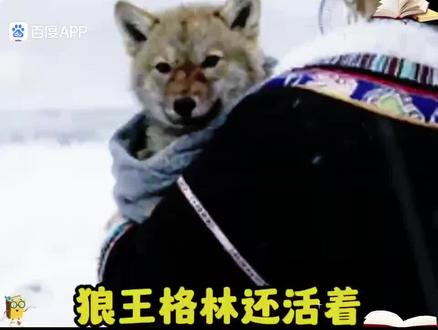 #重返狼群纪录片 #创作者中心 #创作灵感 老铁们你们要的格林最终版来了,虽然这不是我们想要的结果,生老病死人之常情。无法避免。谢谢观看,分享,收藏。谢谢