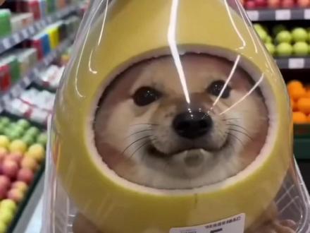 我的刀盾限量版购买到了 我的刀盾 我的刀盾视频 哈基米 曼波 哈吉米 猫meme #由小云雀seedance2.0制作 #小云雀AI #小云雀爆款马上成片 #小云雀seedance#芯有云雀创作飞跃 抽象 整活 搞笑 魔性 洗脑 热门梗 抖音热梗 搞笑视频 迷惑行为 搞笑配音 萌宠 治愈系 二创 流量密码 猫咪日常 AI 生成视频 AI 视频 AI 创作 曼啵啵啵 权威 哈基米音乐