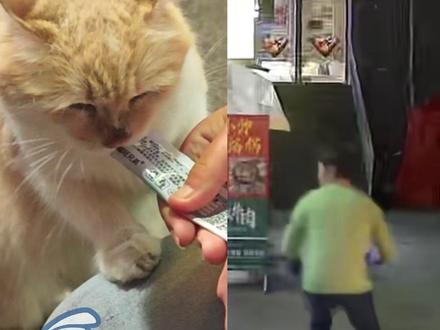 “花盆从天而降”,贵阳烤鱼店老板投喂流浪猫躲过一劫! 记者现场撸到了“报恩猫”:超级粘人