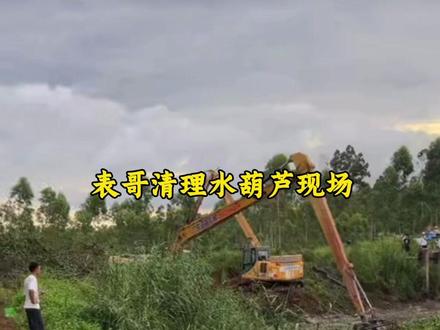 #大表哥vlog 表哥清理百亩河道水葫芦现场#户外抓鱼