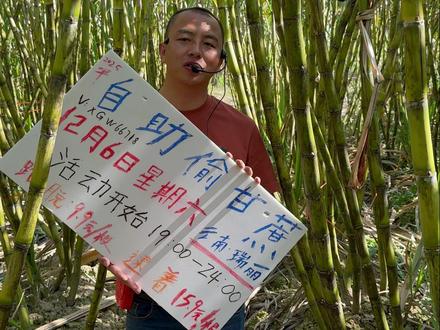 云南甘蔗自助#瑞丽偷甘蔗 #德华甘蔗哥