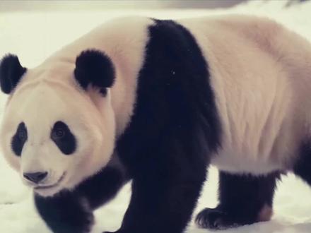 我把你养大,又亲手送你离开 “我把你养大,又亲手送你离开。雪地里你闭上眼,我疼了一辈子。来生,别再被选中。”#大熊猫祥祥 #野化大熊猫 #万物皆有灵性