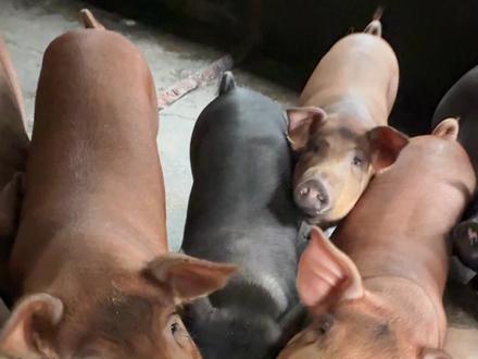 在农村之大圆帅吃饭日常 #采情寻 #大圆帅日常吃饭 #小狗老弟 #农村生活