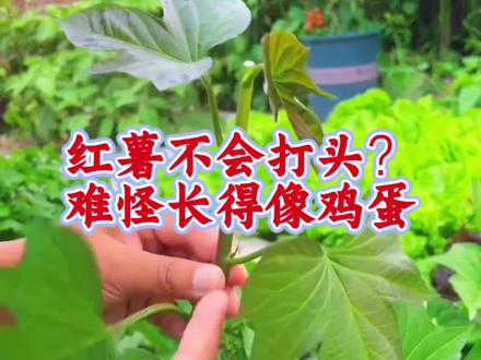 种红薯一定要学会打头#红薯种植#种菜#三农#种植技巧