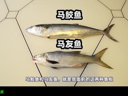 北方名产鲅鱼是什么鱼?鲅鱼是不是马鲛鱼? #鲅鱼 #燕鲅 #鲐鲅 #燕尾鲅鱼 #鲭鱼 #马鲛鱼 #蓝点马鲛
