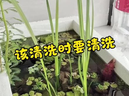 实在太脏就清洗一下吧#养龟日常 #养龟环境布置 #新手养龟误区