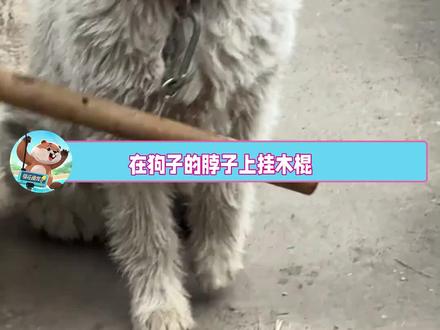 狗子限速器,至此狗界迎来了史诗级削弱 #狗狗 #万万没想到 #天才 #狗狗的心思都写在脸上了