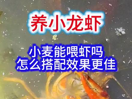 小麦能喂虾吗?怎么搭配效果更佳 #小龙虾养殖 #稻虾共作 #养虾人 #虾蟹养殖 #水产养殖