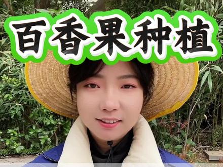 百香果巧用土霉素,挂果多到压弯枝#百香果管理 #百香果#百香果种植#百香果种植技术#三农