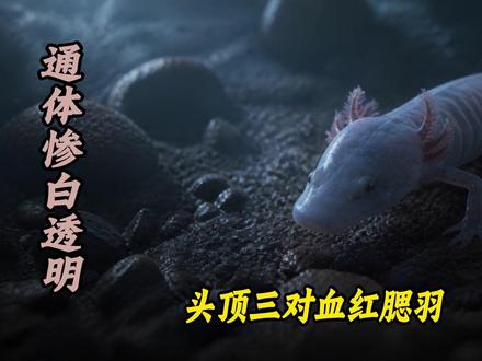 被误认龙崽的洞螈:7 年不动、10 年不食,长寿密码至今成谜 #洞螈 #动物科普 #青年创作者成长计划