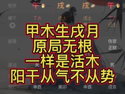 甲木生戌月,一样是活木,阳干从气不从势 #玄学 #命理八字