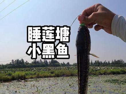 针对广东个体普遍较小的黑鱼,经常遇到有口打不中的情况,可以选择小一号的雷蛙,效果非常好#雷强