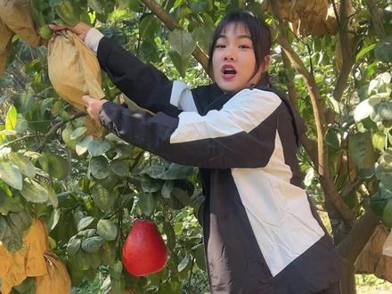 摘柚子啦,柚子你们都见过,但是你们见过我们容县这边的红色香水柚吗?据说有百分之九十的人没见过#柚子