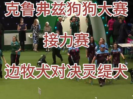 绝对精彩#边牧对决灵缇犬#接力比赛#克鲁狗狗大赛#边牧不是狗 @薰曼
