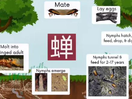 蝉的一生,你知道,它是怎么蜕变的吗?
#儿童科普 #知识分享 #每天学习一点点 #神奇生物 #蝉