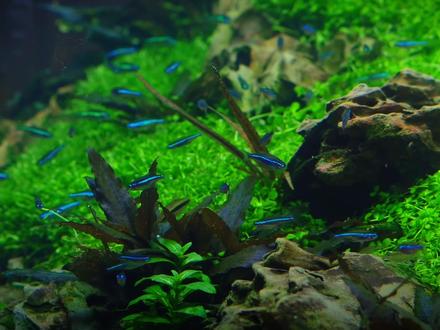 开缸后一不小心就前功尽弃?其实无非就是注意灯光时长以及换水频率,前期勤快一些才是硬道理!#鱼缸里的大自然 #养鱼日记 #草缸造景 #草缸 #水草造景 #新手养鱼 #灯鱼 #水草灯 #草缸开缸 #草缸维护 #新手零基础开草缸