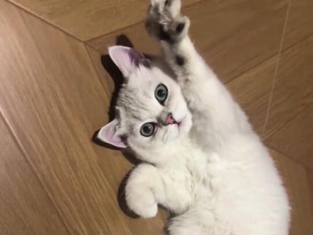 小猫不会说话 但主人永远爱它#小猫 #宠物 #爱