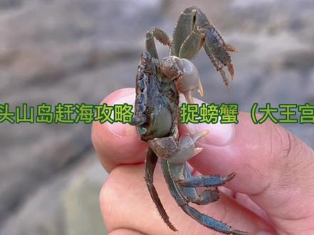 来象山#檀头山岛 玩,不止姐妹沙滩可以赶海,大王宫村的小沙滩也可以捡螃蟹#抓住假期小尾巴 #户外赶海抓海鲜 宁波周末去哪儿玩 #檀头山岛旅游攻略 住宿可以住岛上 也可以住在镇上性价比很高的戴维钻石酒店#旅行大玩家