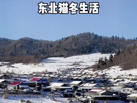 让南方朋友羡慕的东北猫冬生活到底是啥样的?小于姐跟大家掰扯掰扯#我的乡村生活 #猫冬 #东北农村