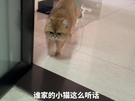 #大笨猫又在蒙答案了 快看又蒙对了#招财 ##金渐层