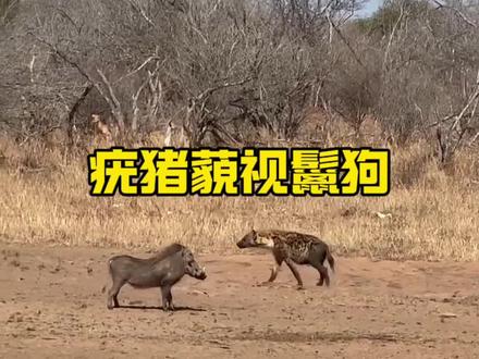 疣猪挑衅鬣狗#知识科普 #动物世界